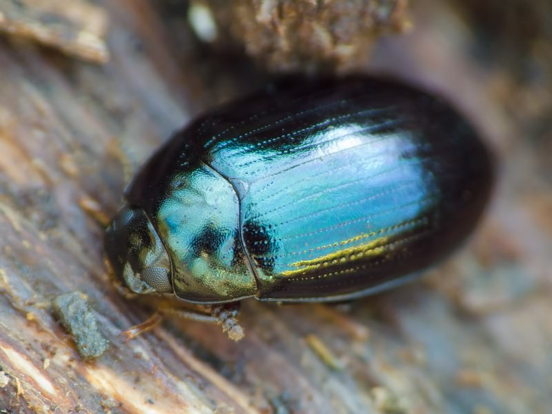 Platydema violaceum (Fabricius, 1790)